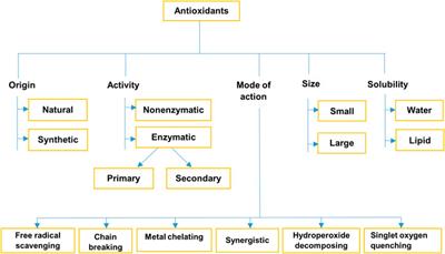 Medicinal Prospects of Antioxidants From Algal Sources in Cancer Therapy